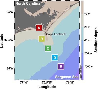 Niche Partitioning of Labyrinthulomycete Protists Across Sharp Coastal Gradients and Their Putative Relationships With Bacteria and Fungi